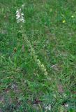 Salvia austriaca