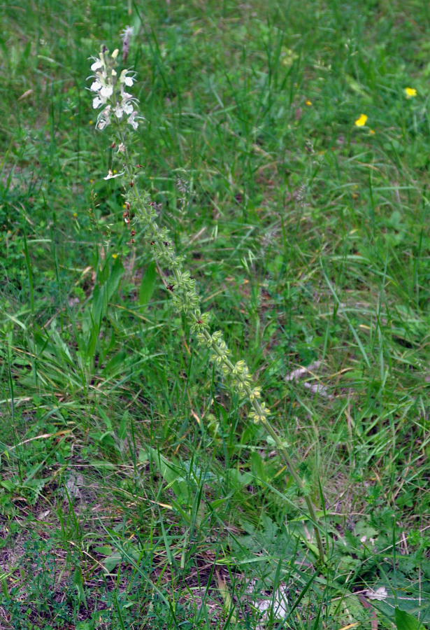 Image of Salvia austriaca specimen.