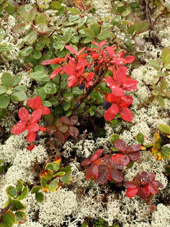 Image of Vaccinium uliginosum ssp. microphyllum specimen.