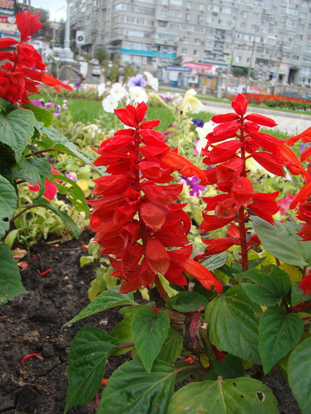 Изображение особи Salvia splendens.