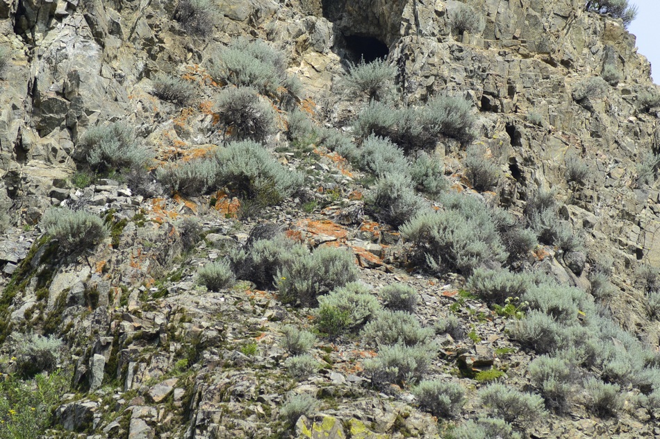 Image of Artemisia rutifolia specimen.