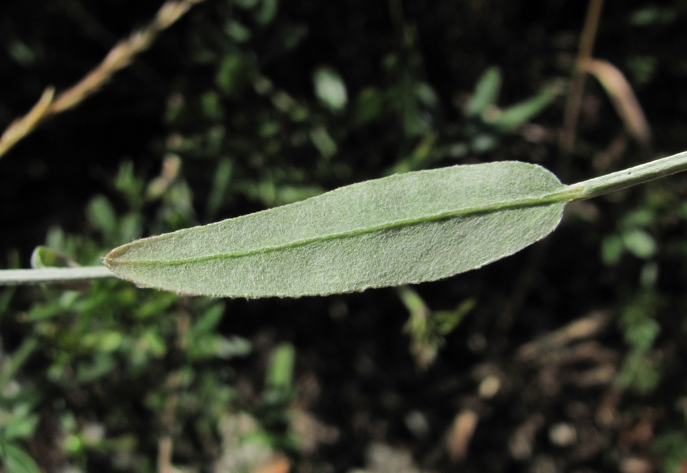 Image of Xeranthemum cylindraceum specimen.