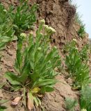 Cardaria draba. Зацветающие растения. Краснодарский край, г. Усть-Лабинск, оползневый обрыв правого берега Кубани. 09.04.2016.