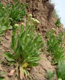 Cardaria draba