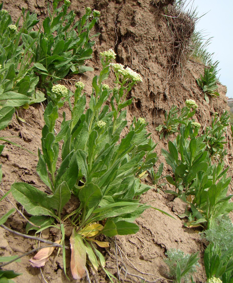 Image of Cardaria draba specimen.