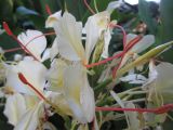 Hedychium gardnerianum