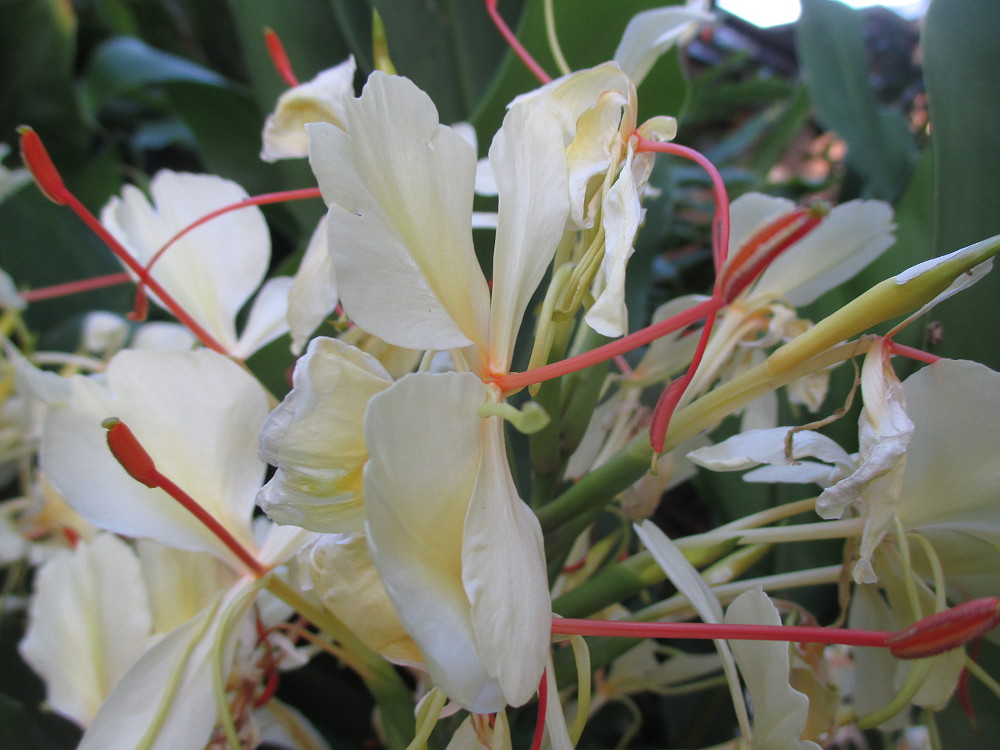 Image of Hedychium gardnerianum specimen.