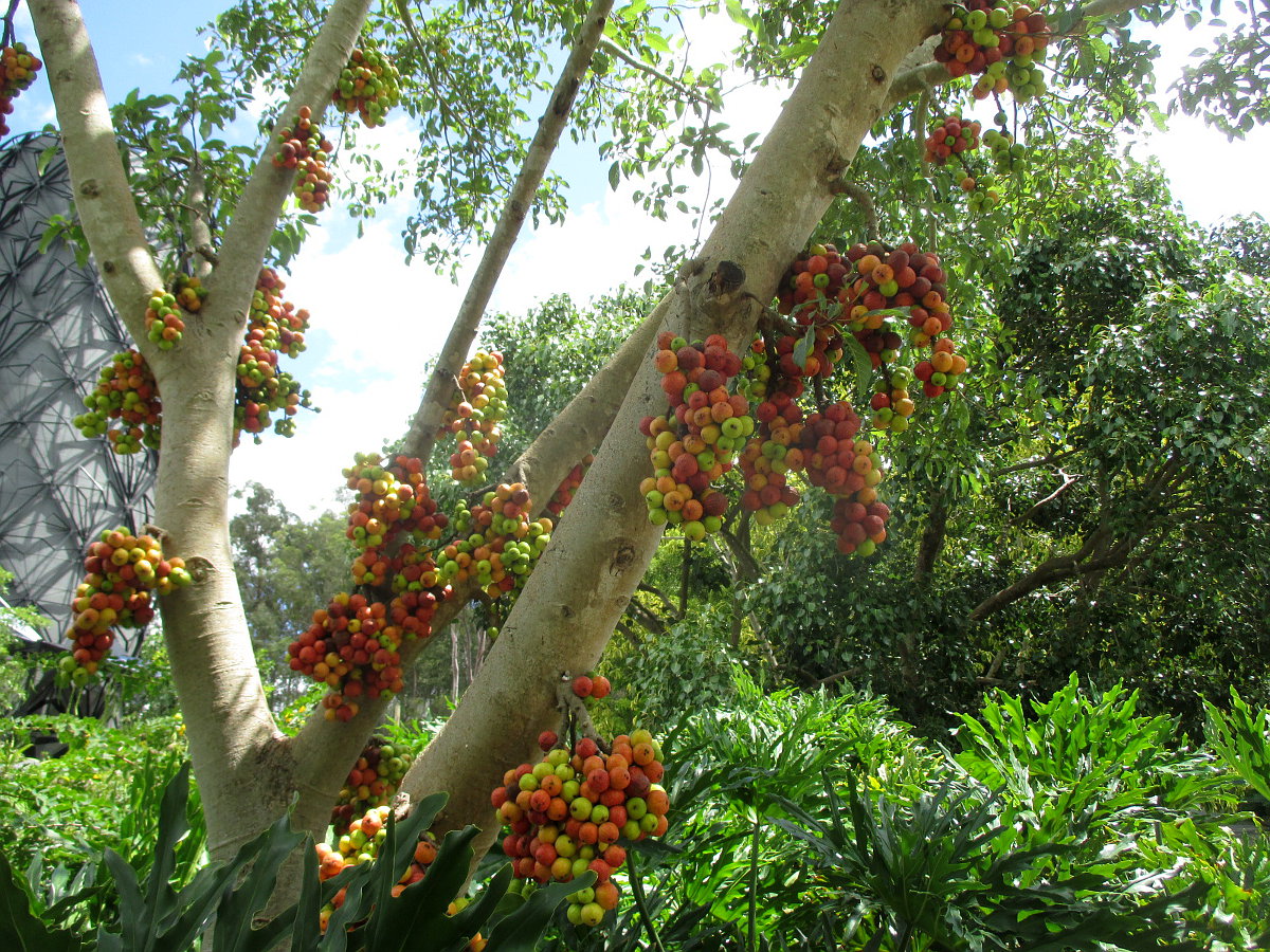 Image of Ficus racemosa specimen.