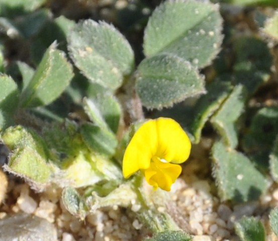 Изображение особи род Medicago.