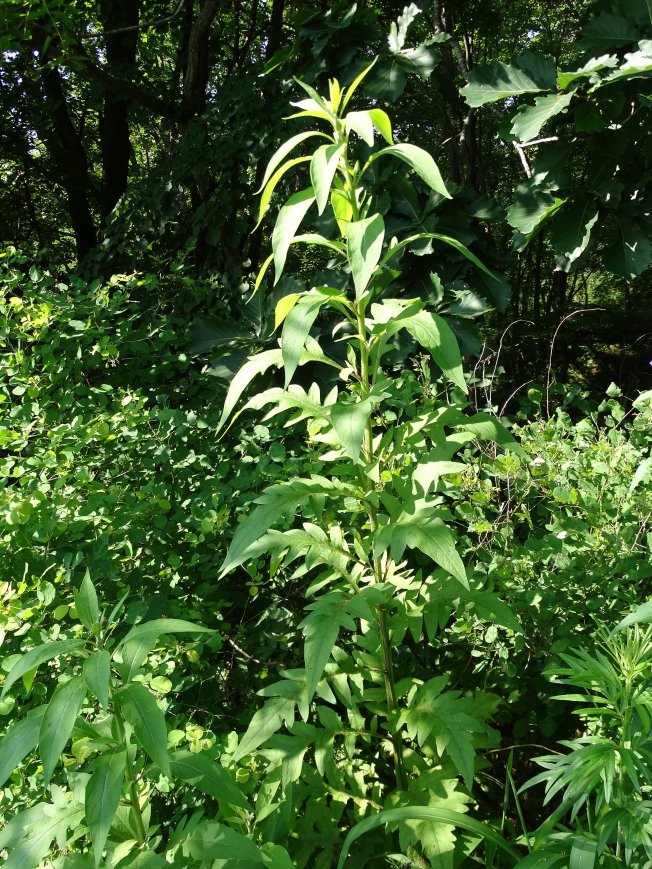 Изображение особи Saussurea neopulchella.