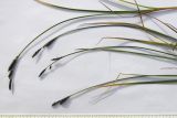 Carex transcaucasica