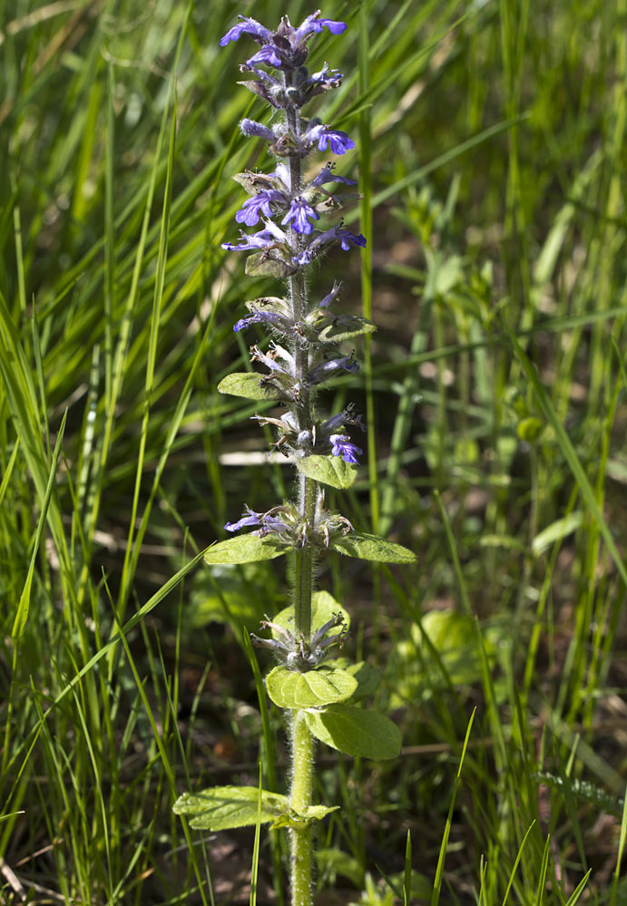 Image of Ajuga reptans specimen.