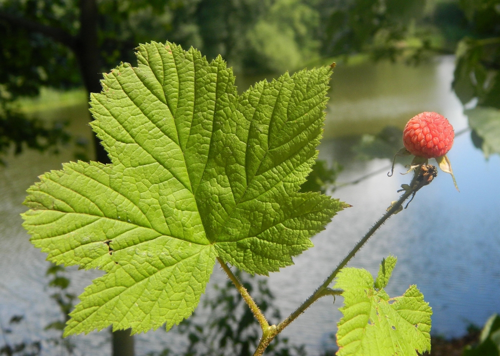 Image of Rubus parviflorus specimen.
