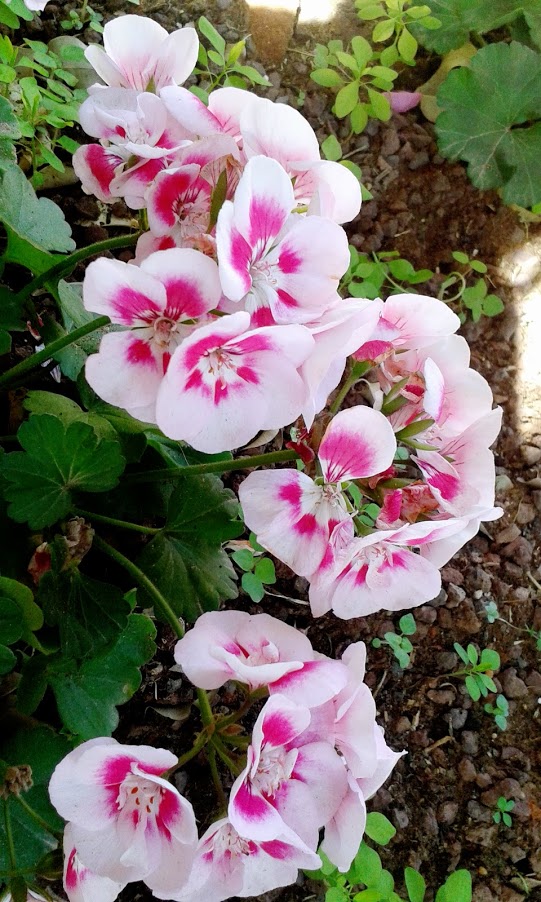 Изображение особи Pelargonium hortorum.