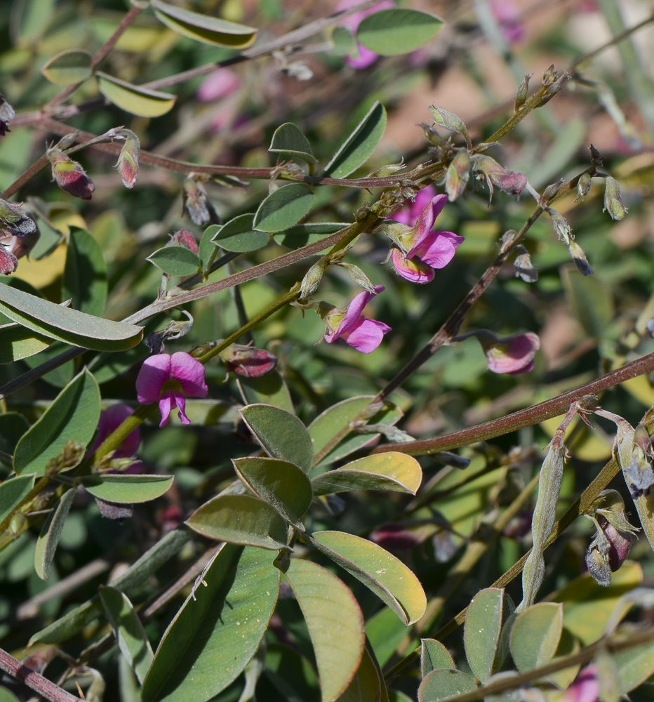Image of Tephrosia apollinea specimen.