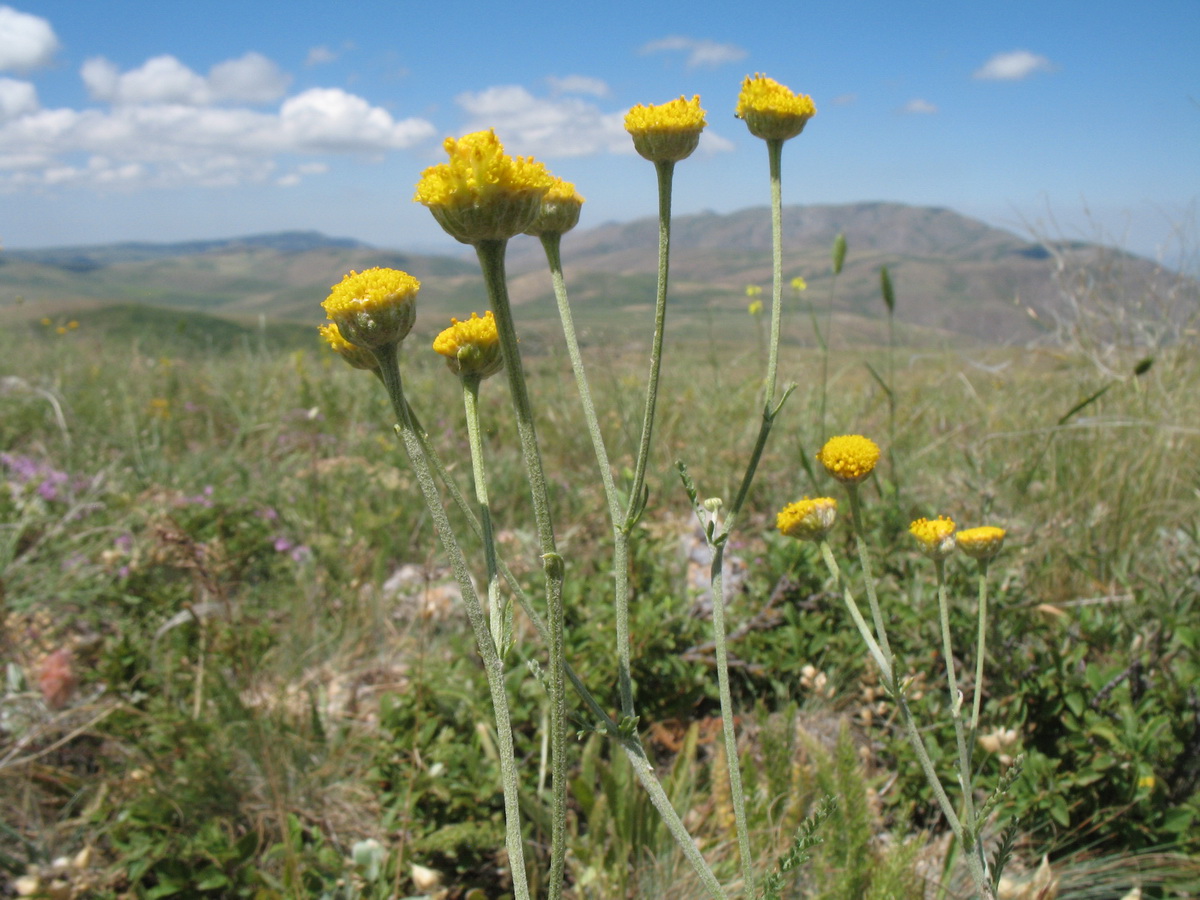 Image of Tanacetum turlanicum specimen.