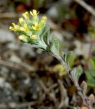 Alyssum alyssoides