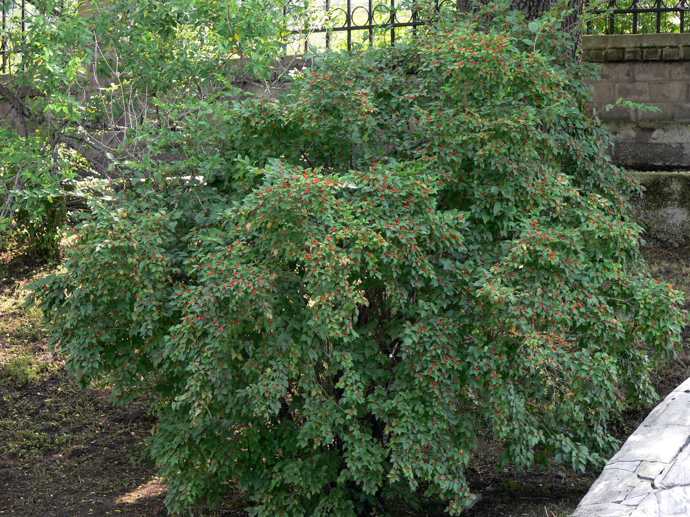 Image of Cerasus tomentosa specimen.