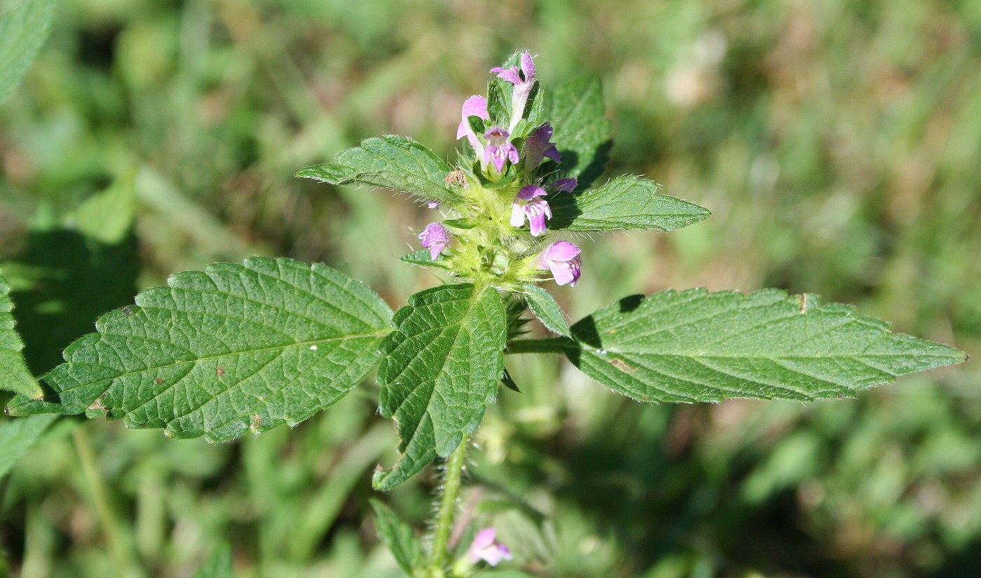 Image of Galeopsis bifida specimen.