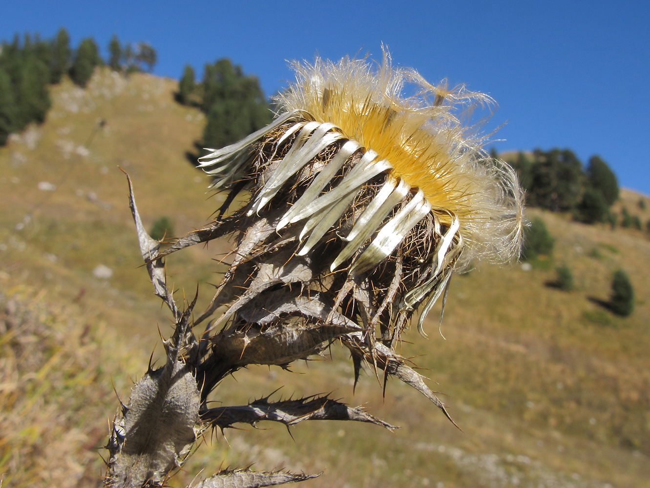 Изображение особи Carlina intermedia.