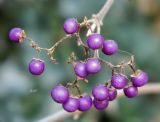 Callicarpa bodinieri. Соплодие со зрелыми плодами. Бельгия, г. Антверпен, ботанический сад (Den Botaniek). Декабрь.