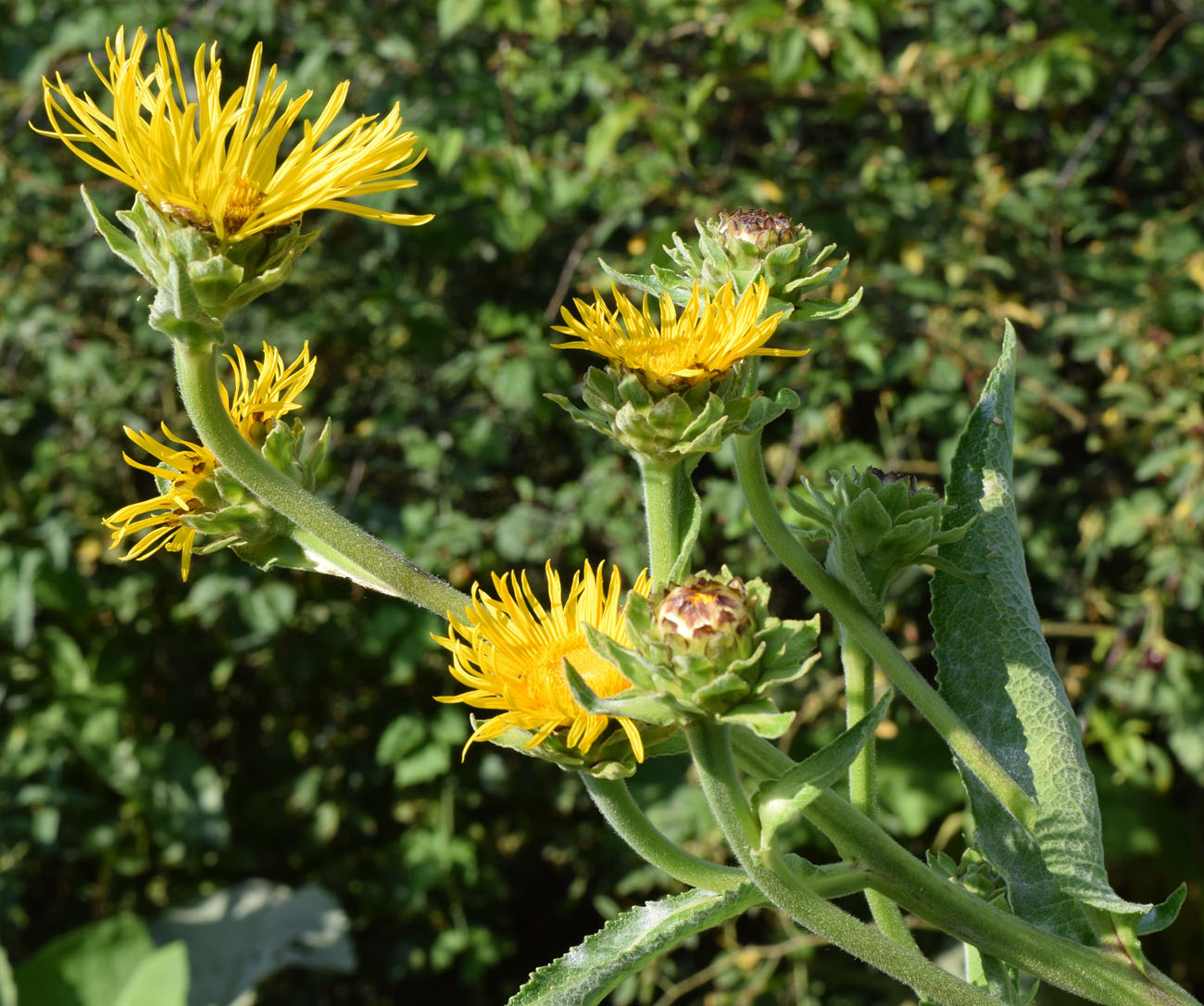 Изображение особи Inula racemosa.