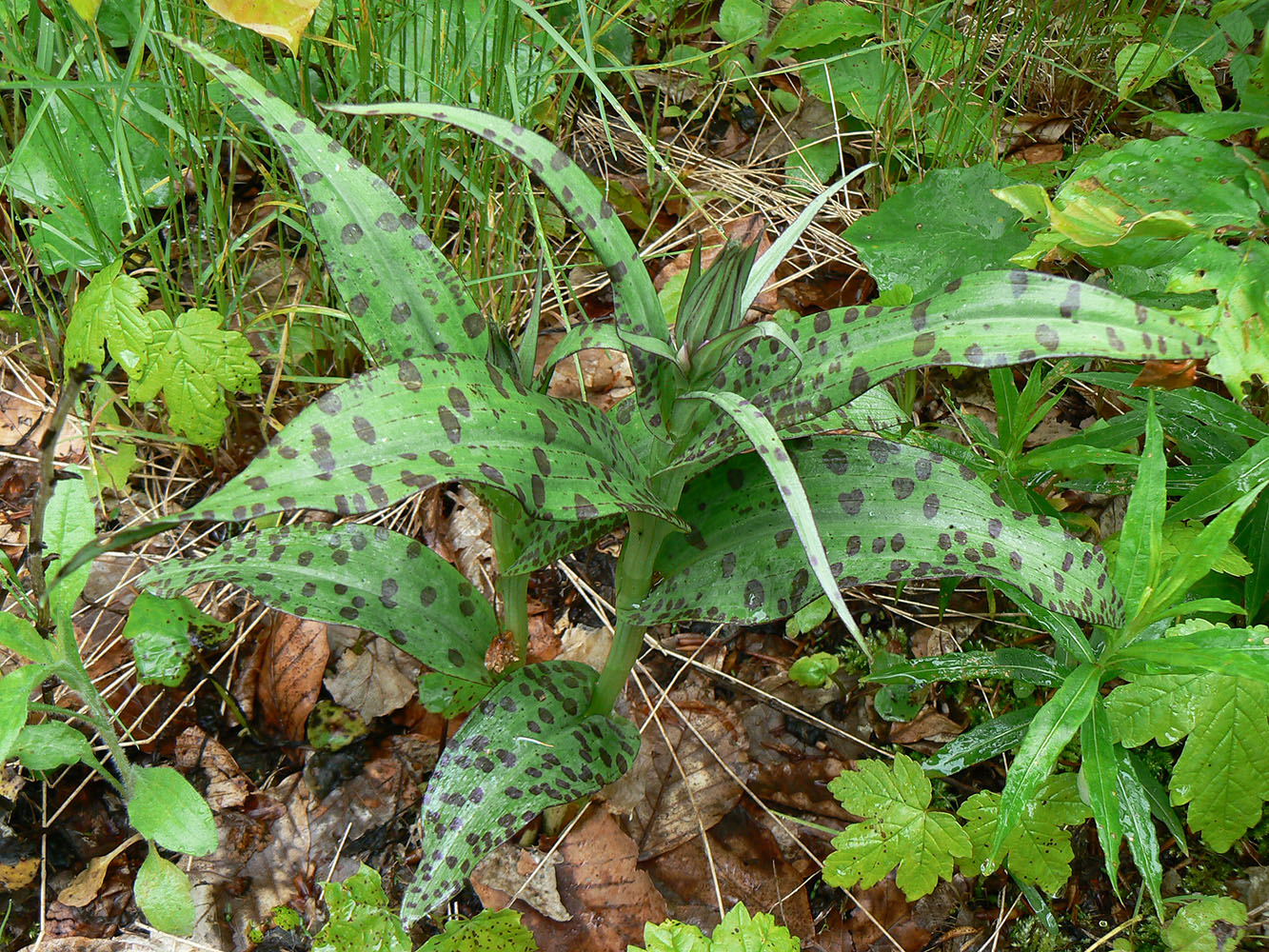 Изображение особи род Dactylorhiza.