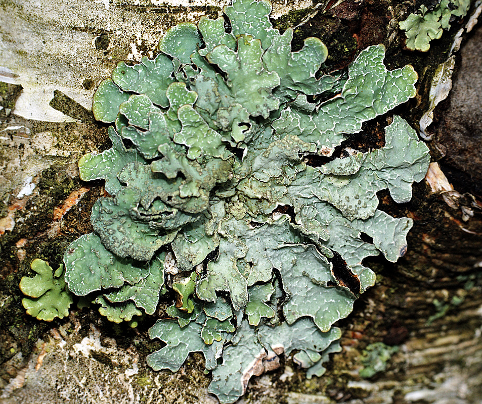 Изображение особи Parmelia sulcata.