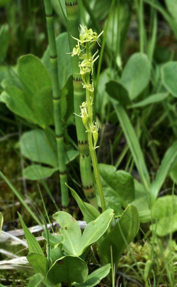 Image of Liparis loeselii specimen.