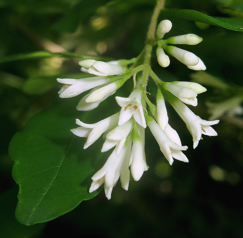 Image of Ligustrum yezoense specimen.