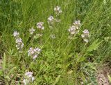 Thymus marschallianus. Цветущее растение. Украина, г. Запорожье, балка возле трассы на Васильевку, южнее Опытной станции, степь. 03.06.2016.