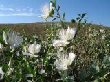 Capparis herbacea. Верхушка цветущего растения. Южный Казахстан, Сырдарьинский Каратау, горы Улькунбурултау, мелкоземное плато, выс 800 м н.у.м. 28 июня 2016 г.