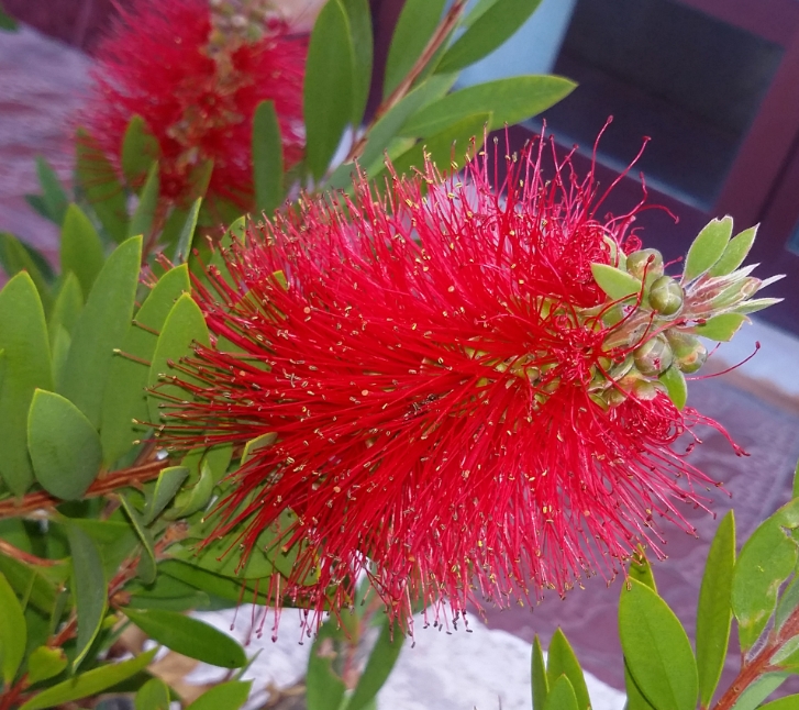 Image of Callistemon citrinus specimen.