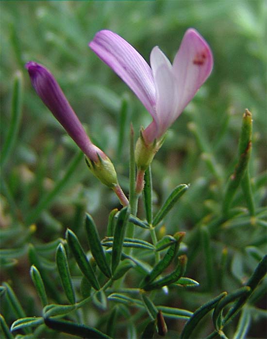 Image of Onobrychis cornuta specimen.