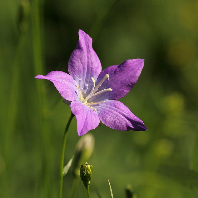 Image of Campanula altaica specimen.