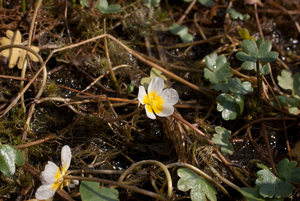 Изображение особи Ranunculus mongolicus.