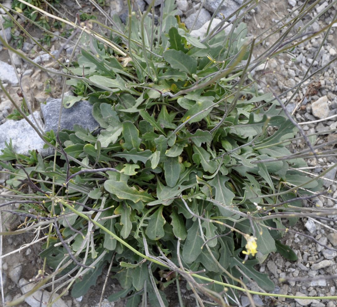 Изображение особи Brassica nivalis.