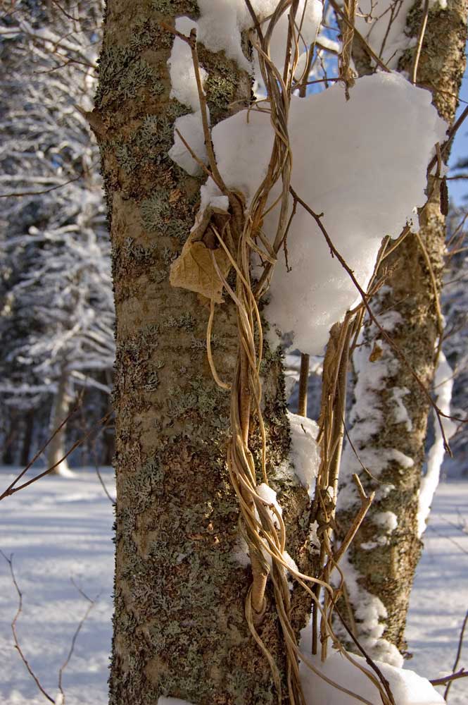 Изображение особи Humulus lupulus.