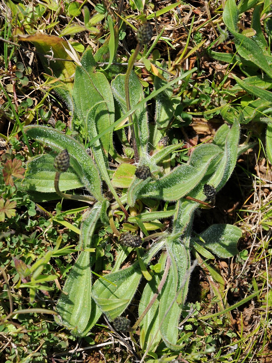 Изображение особи Plantago sphaerostachya.
