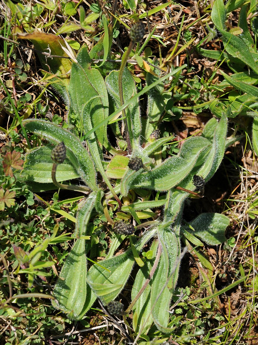 Изображение особи Plantago sphaerostachya.