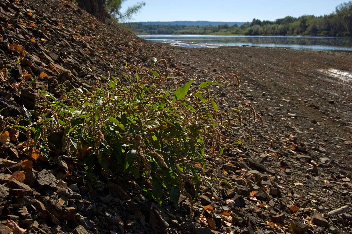 Изображение особи род Persicaria.