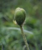 Papaver setiferum