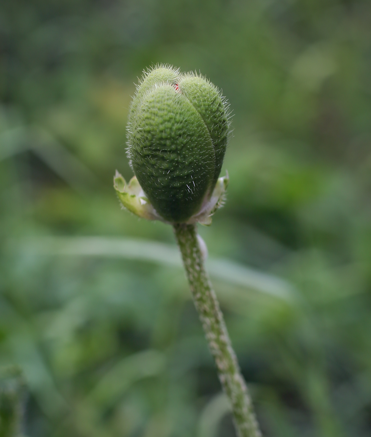 Изображение особи Papaver setiferum.