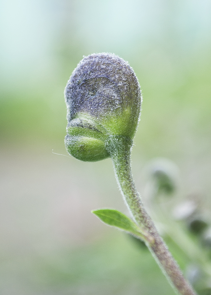 Изображение особи Aconitum napellus.