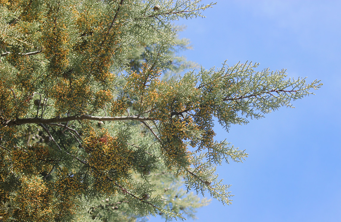 Image of Cupressus arizonica specimen.