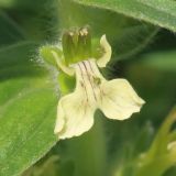 Ajuga laxmannii