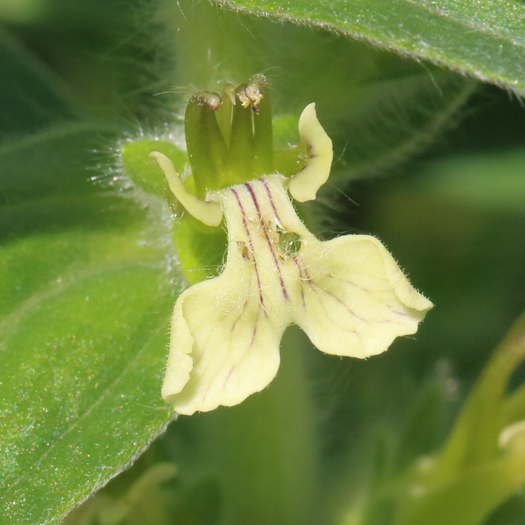 Image of Ajuga laxmannii specimen.