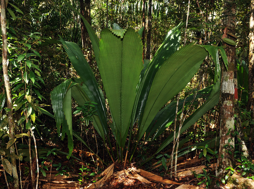 Image of Johannesteijsmannia altifrons specimen.