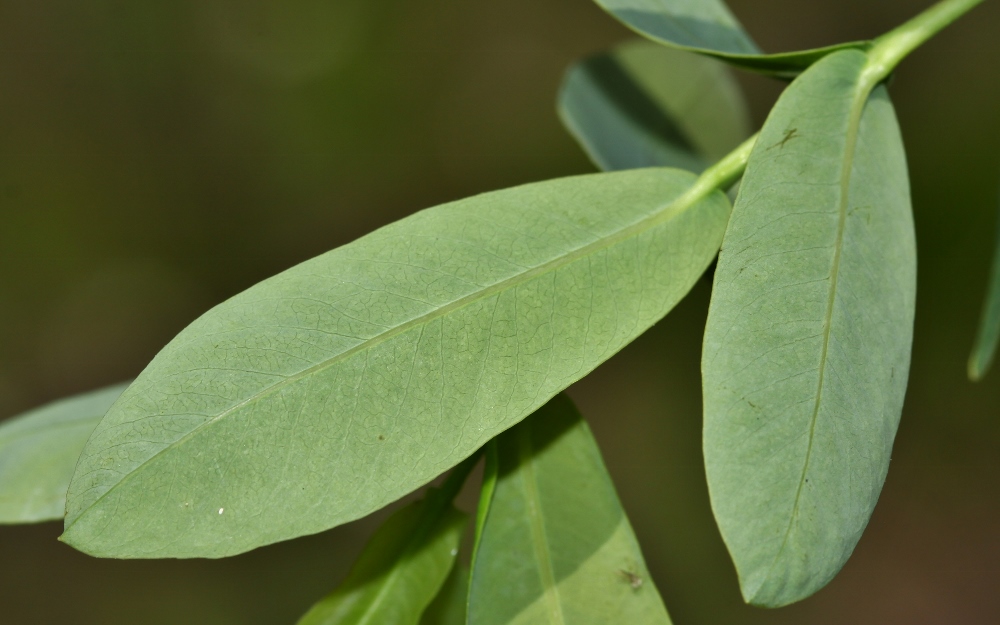 Image of Salix integra specimen.