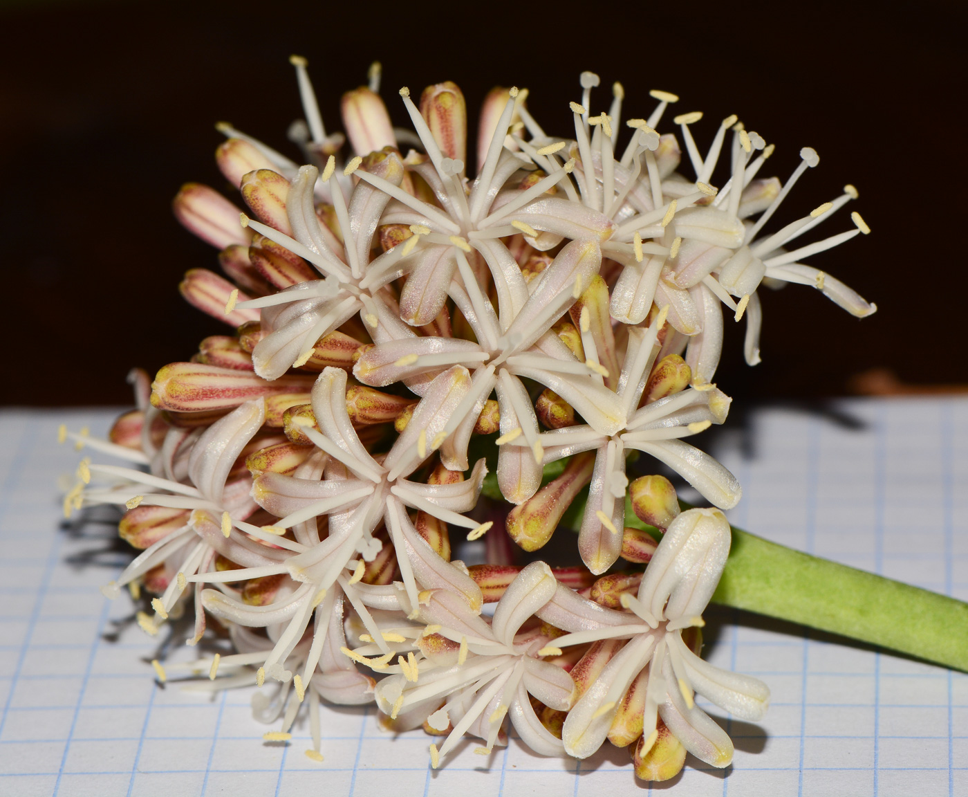Изображение особи Dracaena fragrans.